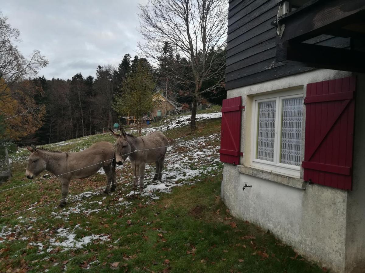 Le Chalet De Rothenbuhl Dabo Bagian luar foto